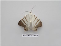 藏品(尺蛾326)的圖片